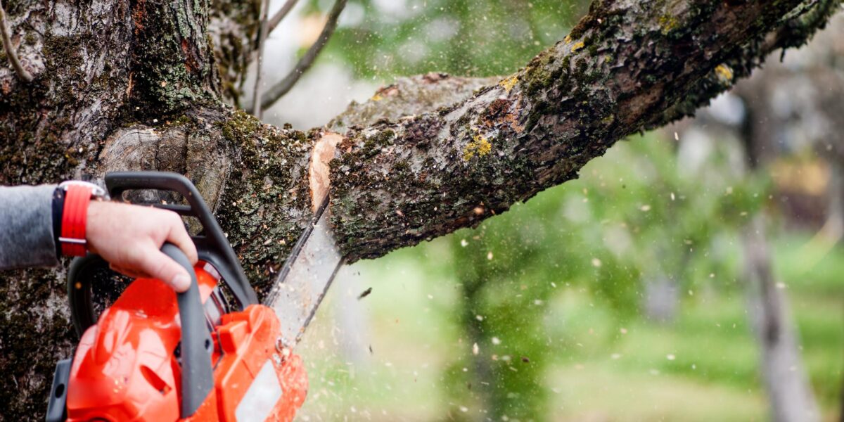 man using chainsaw to trim tree